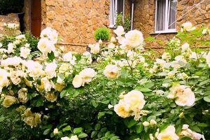 «Коттедж на Пчелиной»