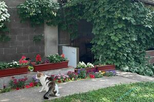 на Виткевича