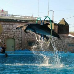 Адлерский дельфинарий
